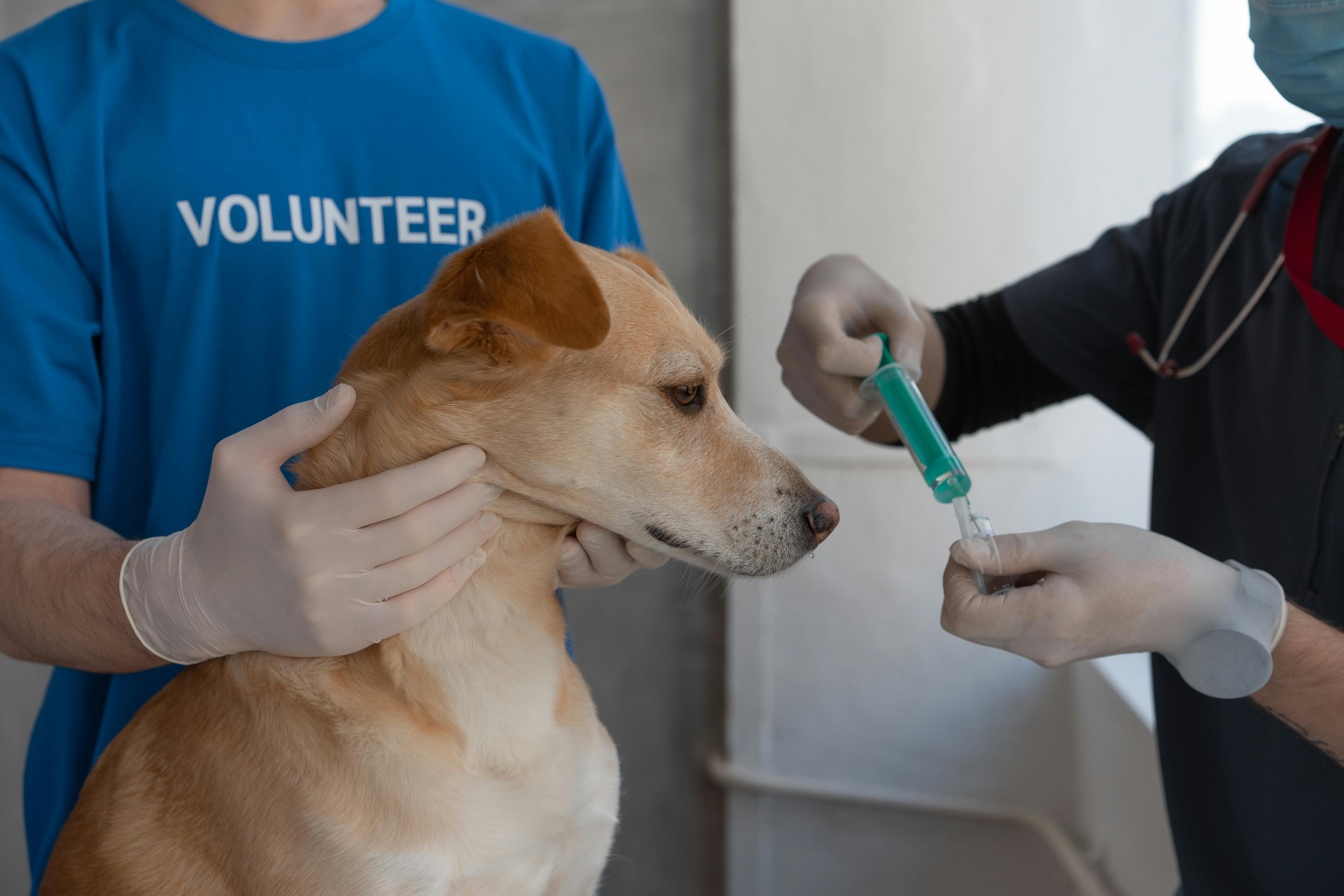 Vaccination Records at Your Boarding Kennel: How to Stop Chasing Paperwork and Start Protecting Your Facility