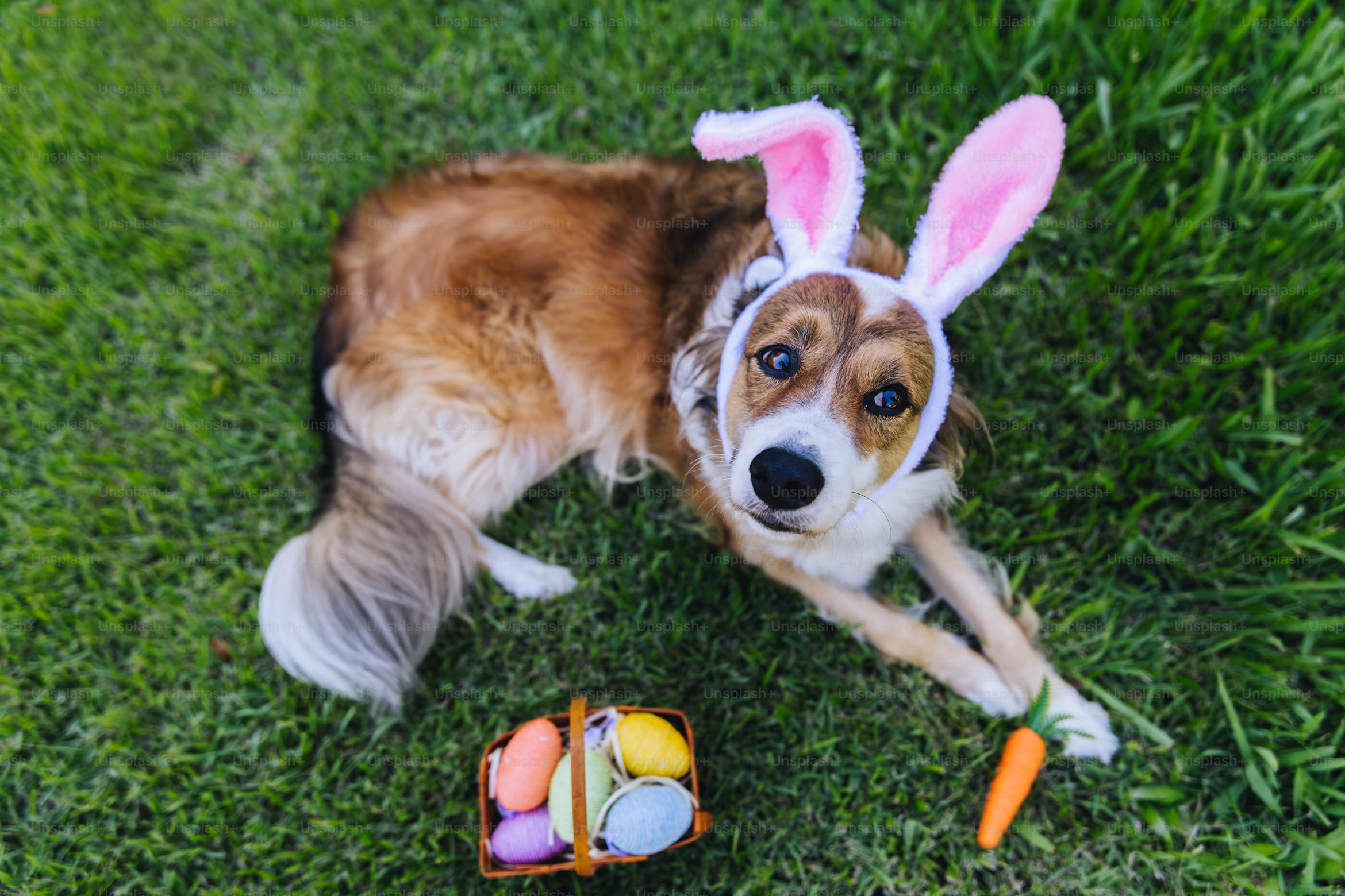 Spring Boarding Season Is Six Weeks Away. Is Your Kennel Ready?